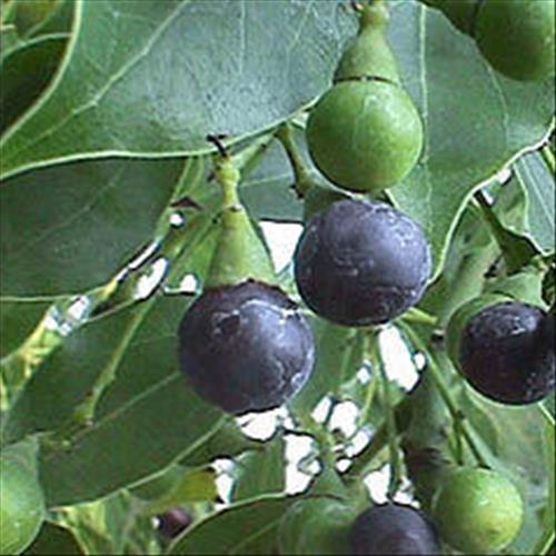 Kafur Bitkisinin Faydaları
