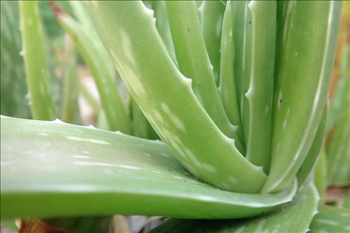 Aloe Veranın Az Bilinen Faydaları