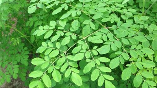 Moringa Bitkisinin 300 Çeşit Hastalığa İyi Geldiğini Biliyor Musunuz?İşte Bunlardan Bazıları